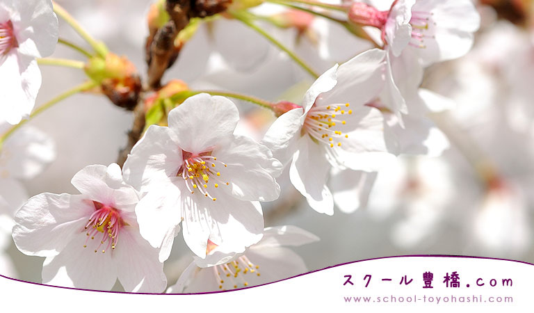 �L���L��̏K���������T�C�g�u�X�N�[���L���v