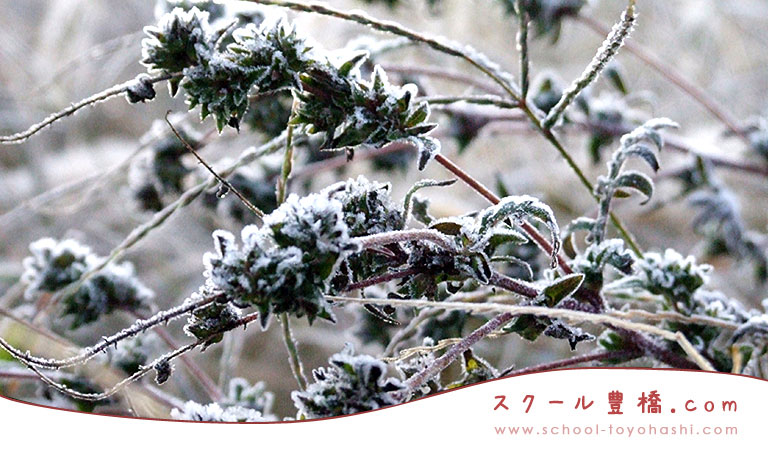 �L���L��̏K���������T�C�g�u�X�N�[���L���v